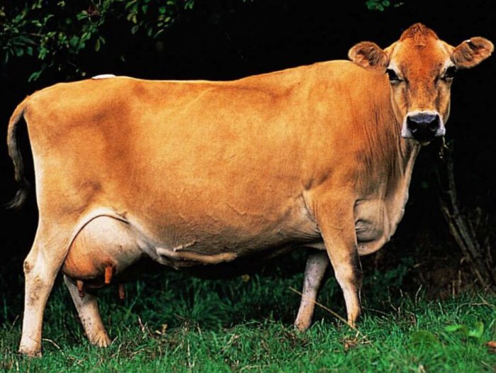 Jersey cow