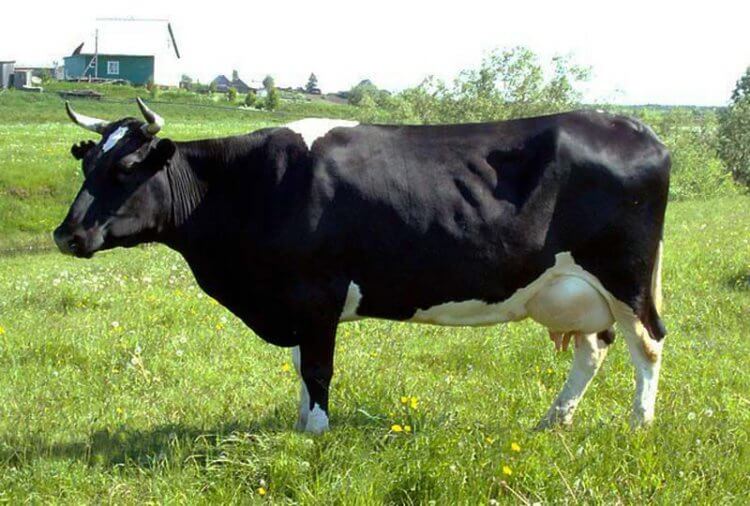 Các giống bò phổ biến