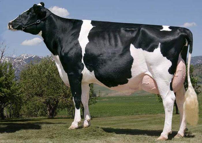 Raça preta e heterogênea de vacas