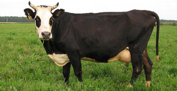 Giống bò Yaroslavl