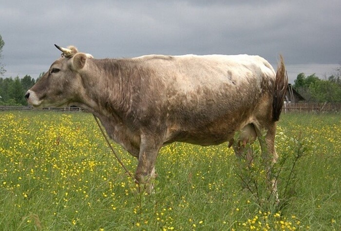 Vache Kostroma