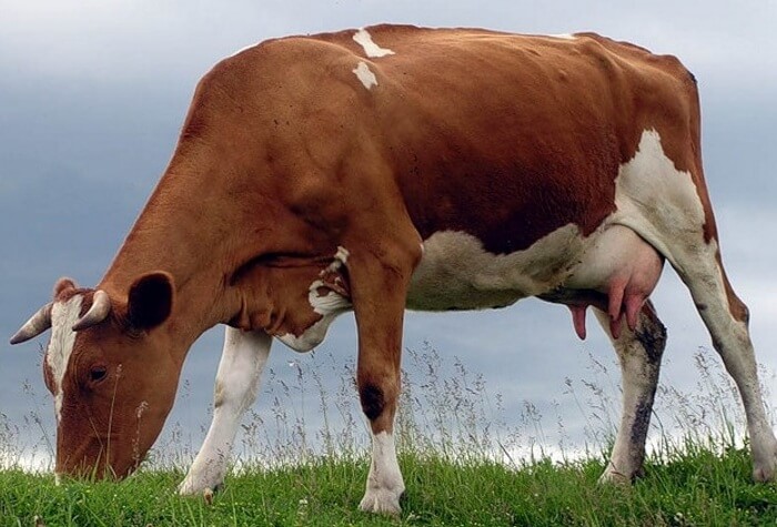 Bestuzhev cow