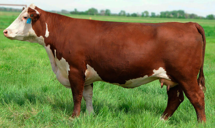 Race Hereford