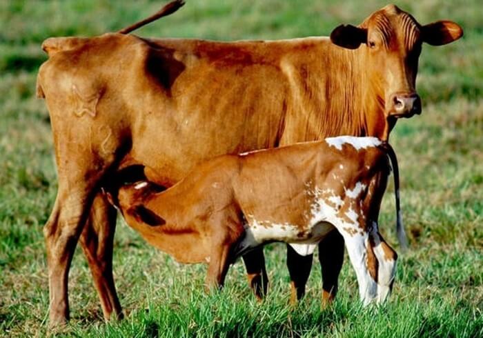 Raza de vacas Tagil