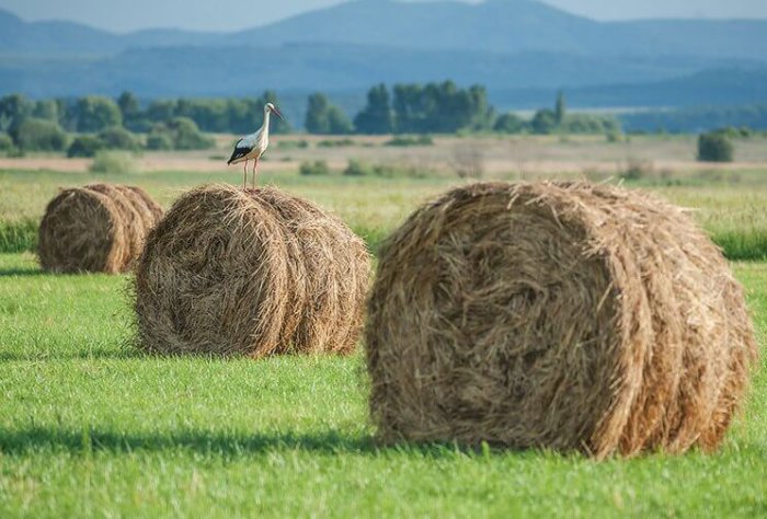 Hay for Don horses