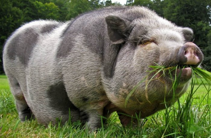Vietnamese bellied pig breed