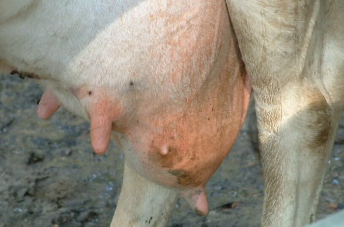 With serous mastitis, half of the gland becomes inflamed