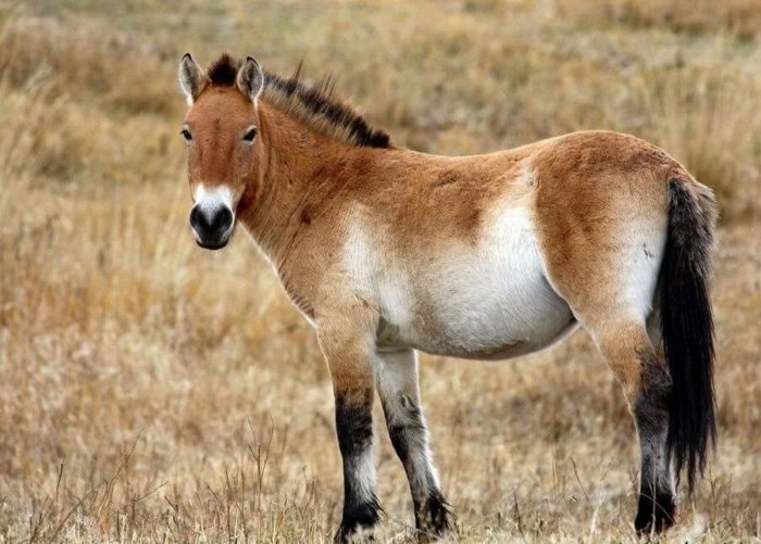 O cavalo de Przewalski