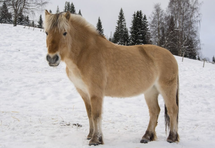 Small fjord horses