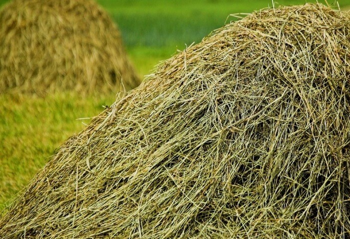 The amount of hay should be limited a little