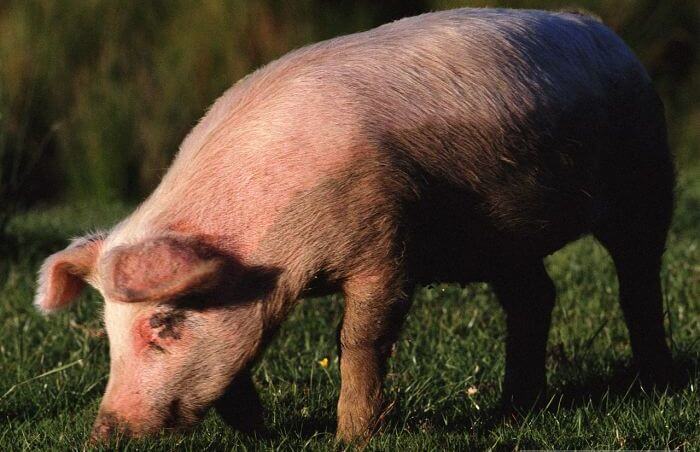 돼지는 땅 파는 걸 좋아해요