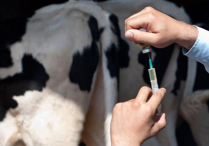 Vaccination of cattle