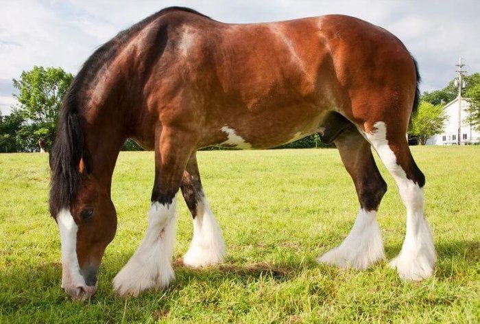 Clydesdale-ras