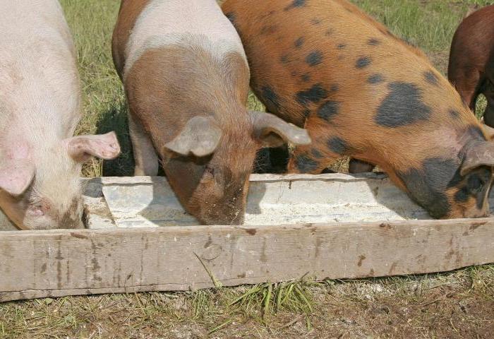 Piglets eat wet thick mash