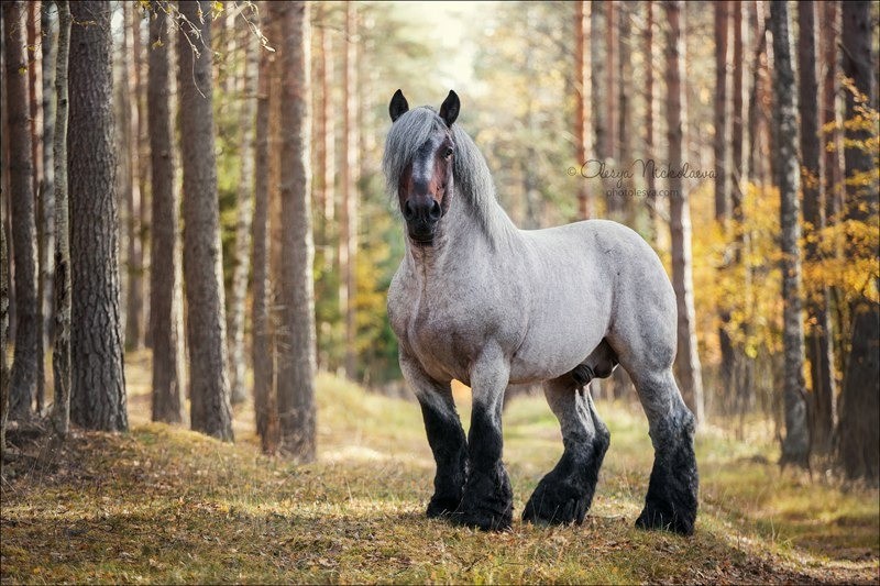 Cavalo de tração belga