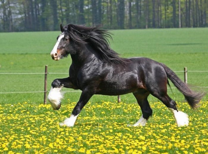 shirský kôň