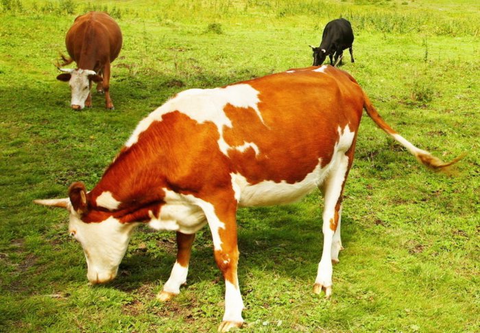 Krávy žerou trávu, která může mít larvy