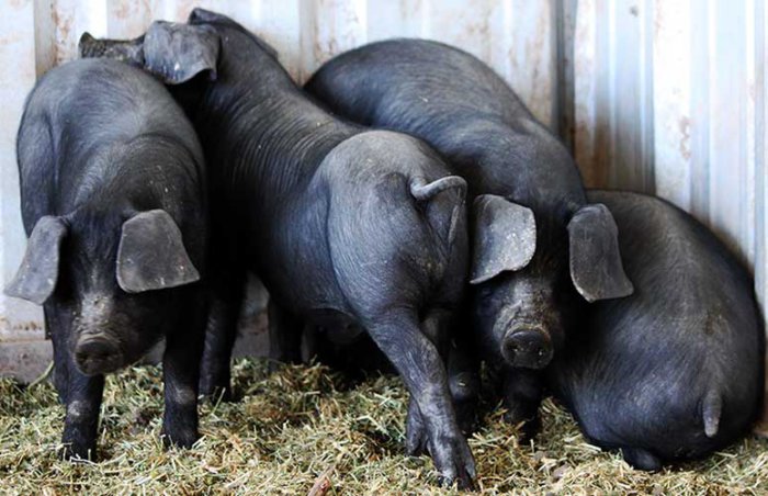 Large black pig breed