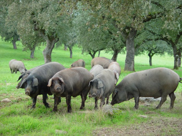 Iberian pig