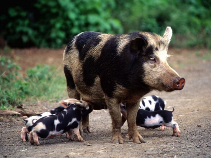Belarusian black-and-white pigs