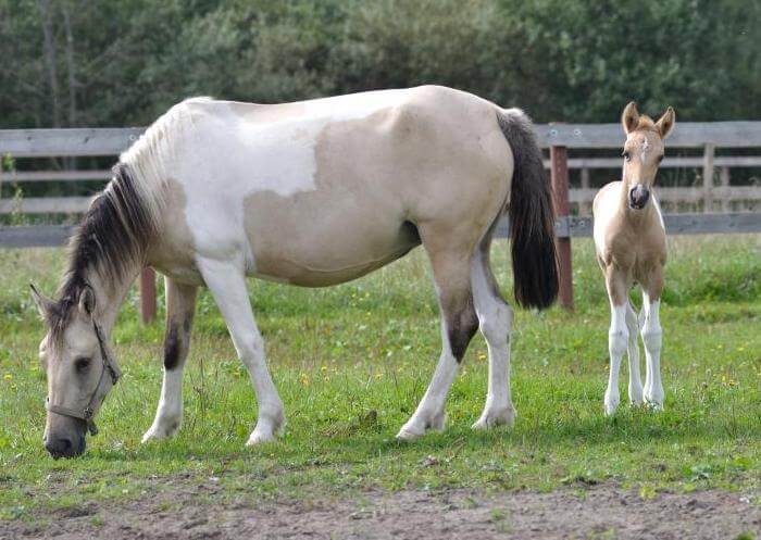Bashkir horse with foal
