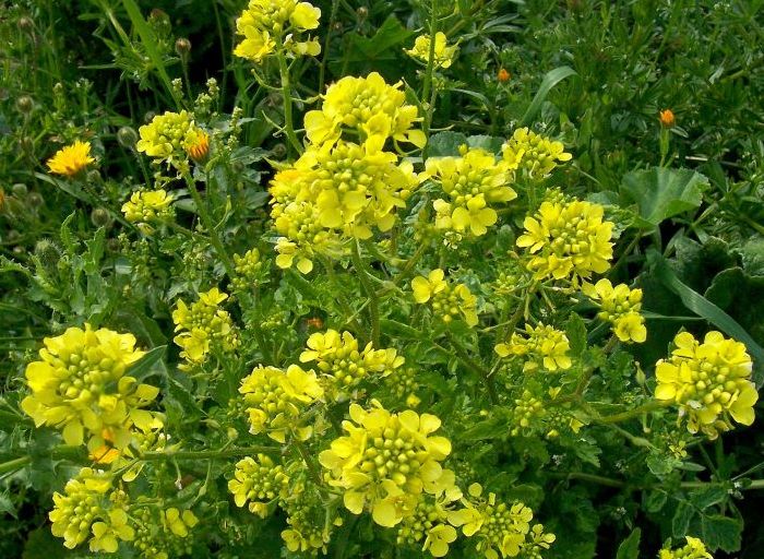 Mustard is dangerous during flowering