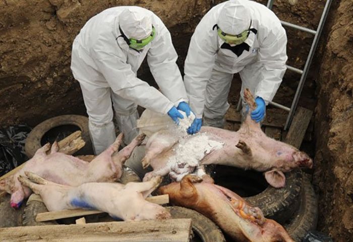 Infecção viral em porcos