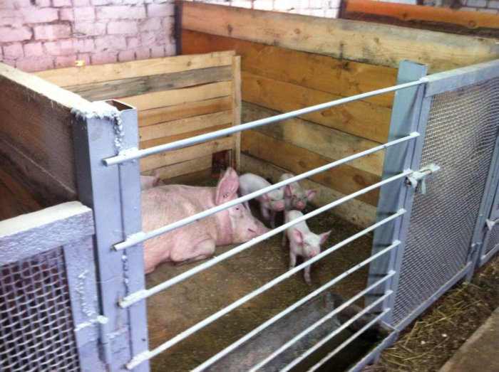 Inrichting van een varkensstal