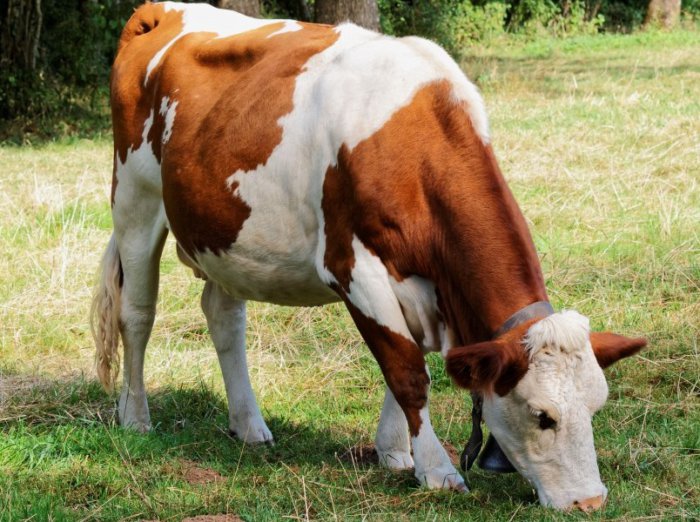 Vaca en el pasto