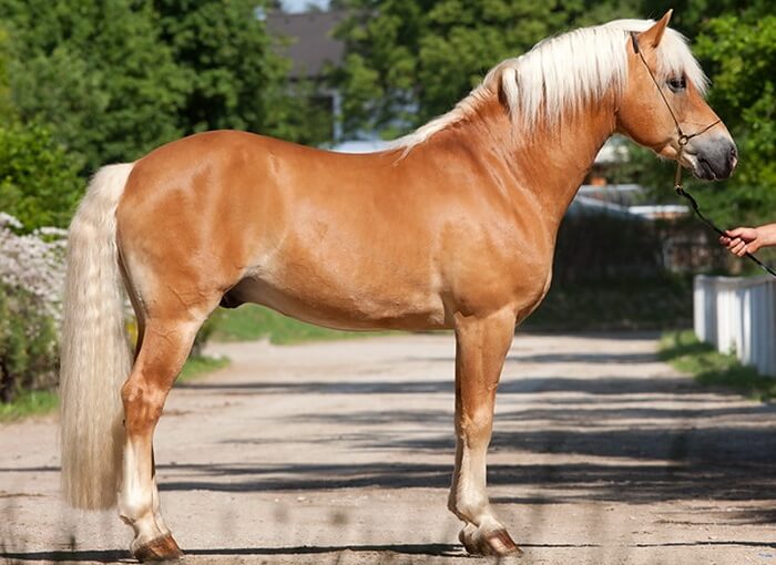 Kultaisen satakielen hevonen