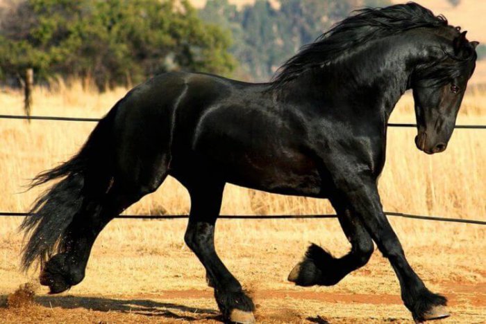 Hackney-paard