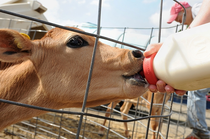 Milk feeding