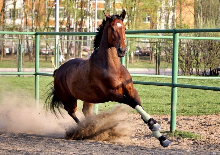 Los caballos de esta raza suelen participar en deportes.