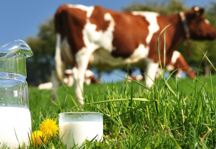 Produkce mléka rychle klesá