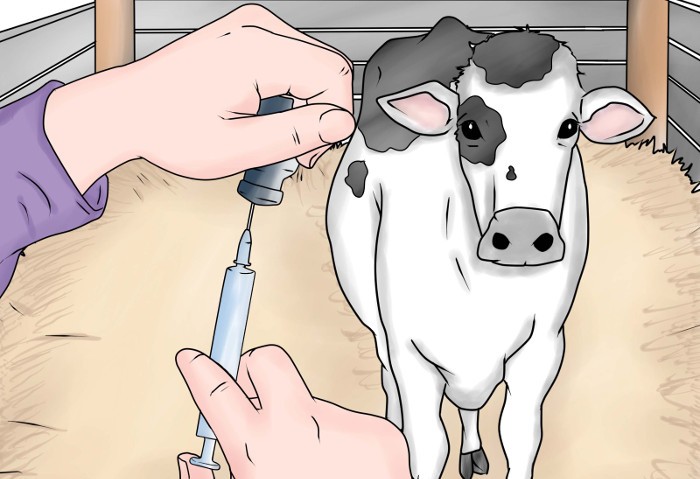 cow injection