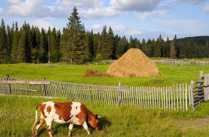 Hay for cattle