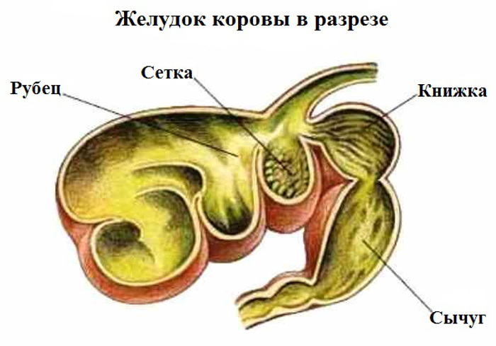 Sección transversal del estómago de una vaca