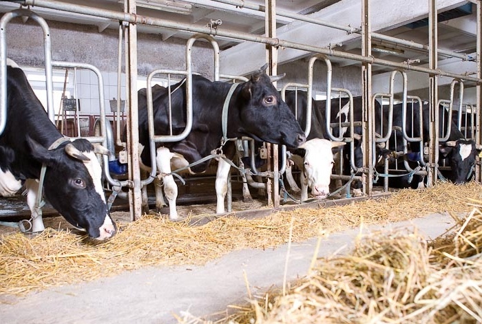 Stall keeping of cows