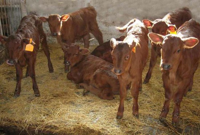Loose keeping of calves in winter
