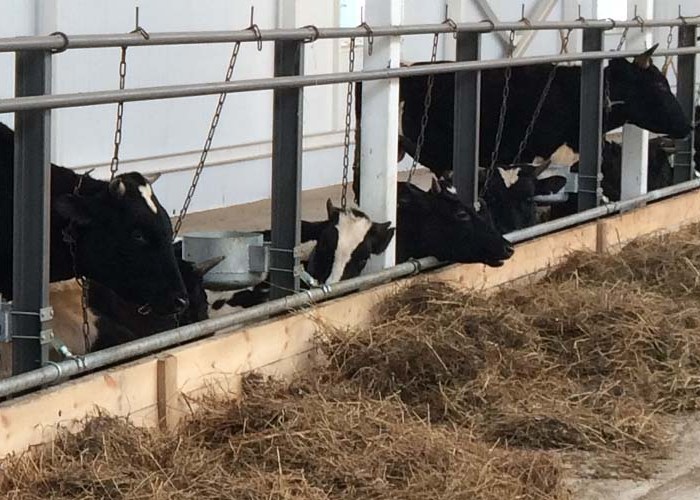 Tethered way of keeping cows