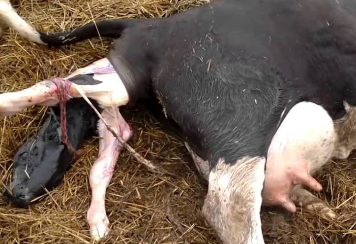 Mucca al parto