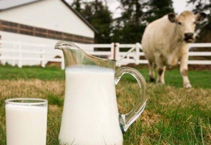 Tavoitteena on ylläpitää terveyttä ja lisääntymistoimintaa korkeilla maitotuotoilla