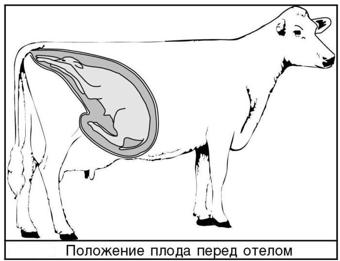 Position of the calf before calving