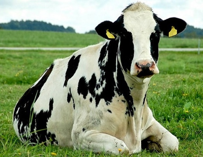What should a cow look like?