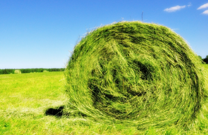 Harvesting wild grass for hay