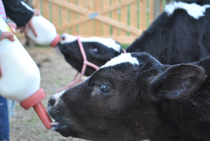 病気の子牛のための好酸性ミルク