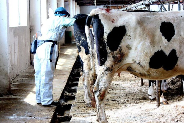 Veterinarian examining a cow