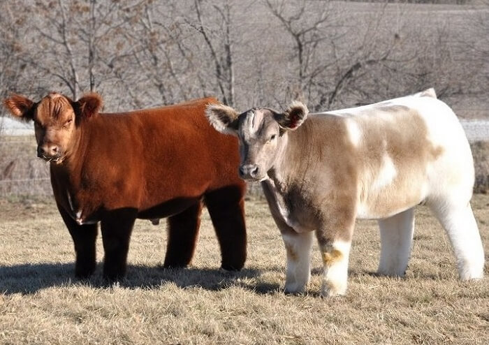 Plush cows can have a variety of colors