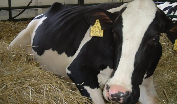 乾乳期には、妊娠中の牛は別の部屋に移されます