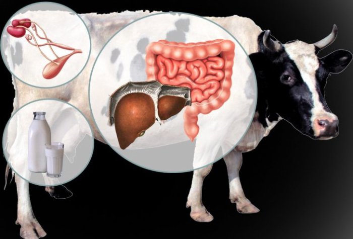 Organs of the digestive tract of a cow